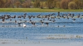 068_Biebrza - kwiecien 2011